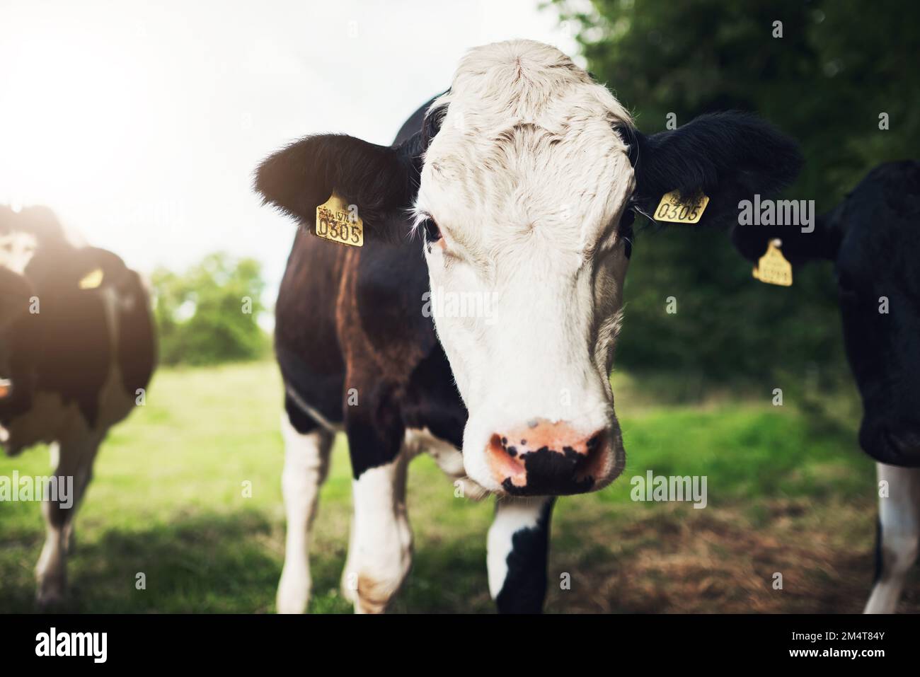Quelle est cette chose me regarde. Portrait d'une jeune vache curieuse regardant la caméra à l'extérieur sur une ferme pendant la journée. Banque D'Images