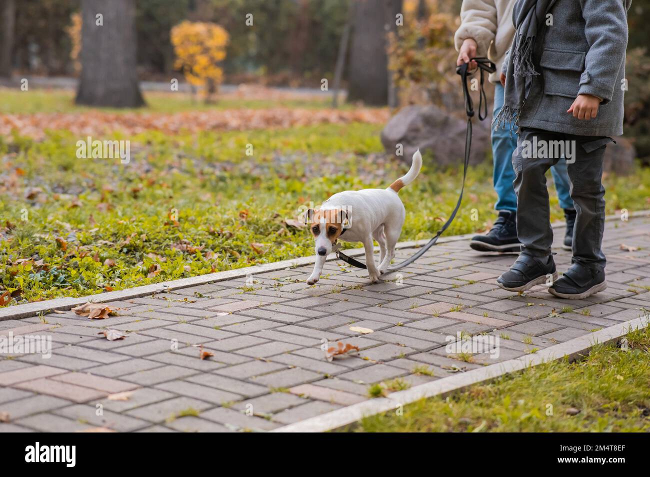 Frère et sœur marchent le chien dans le parc en automne. Garçon et fille qui court avec un terrier Jack russell sur une laisse. Banque D'Images Frère et sœur marchent le chien dans le parc en automne. Garçon et fille qui court avec un terrier Jack russell sur une laisse. Banque D'Images
