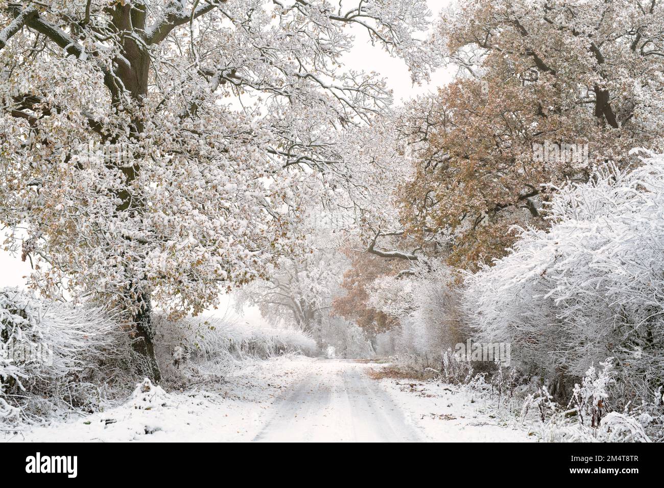 Campagne du Warwickshire dans la neige d'hiver. Cotswolds, Warwickshire, Angleterre Banque D'Images