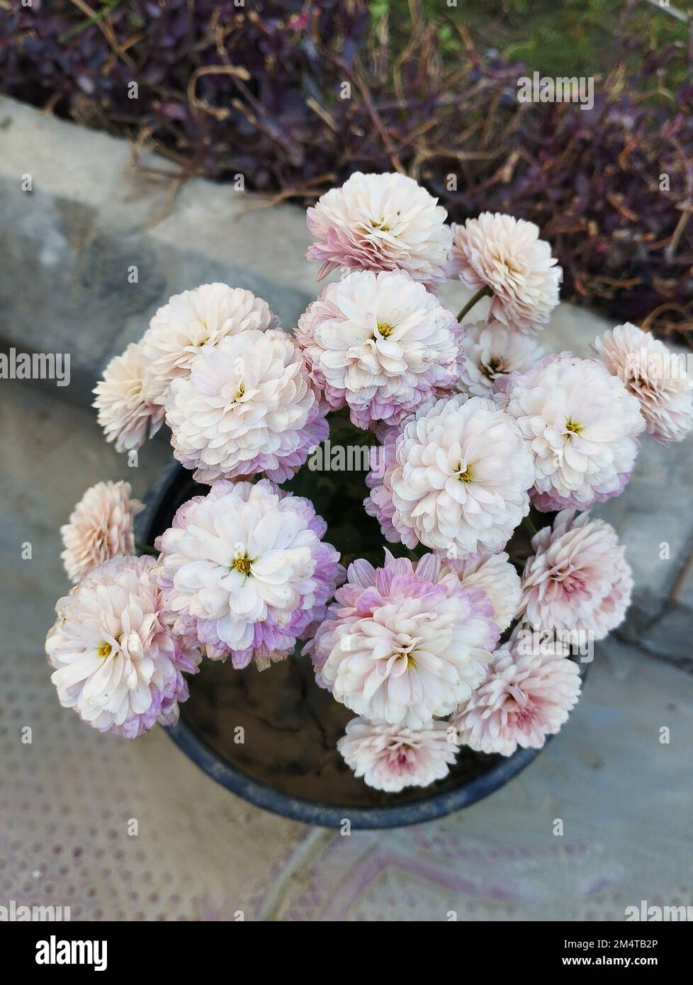 chrysanthème blanc et rose dans le jardin Banque D'Images