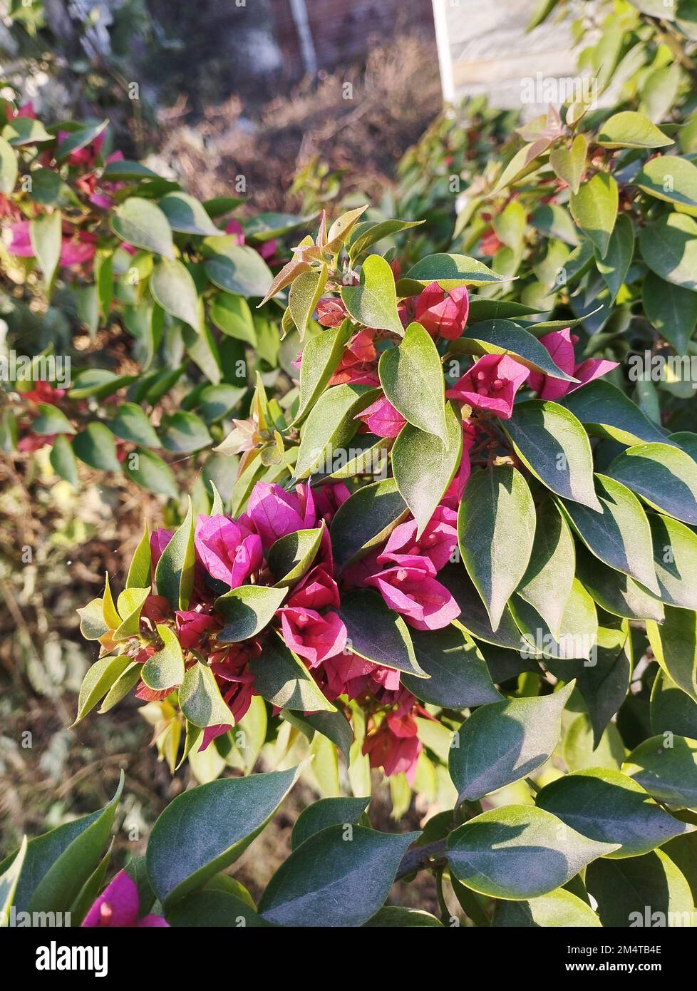 belle fleur rose de bougainvilliers dans le jardin Banque D'Images