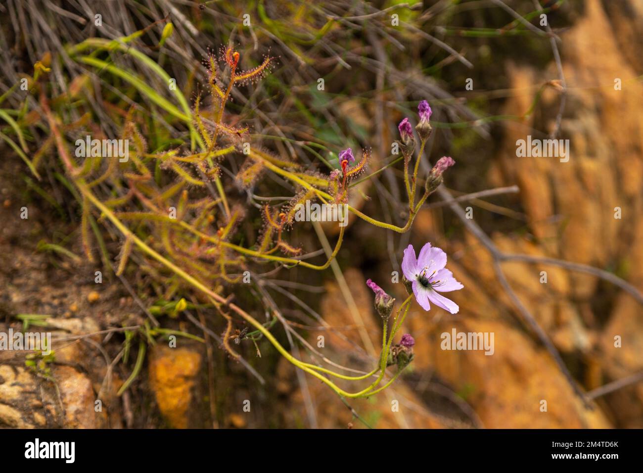 Quelques plantes de la cistiflora de Droser, poussant sur un mur vertical sur un col de montagne dans le Cap occidental de l'Afrique du Sud Banque D'Images