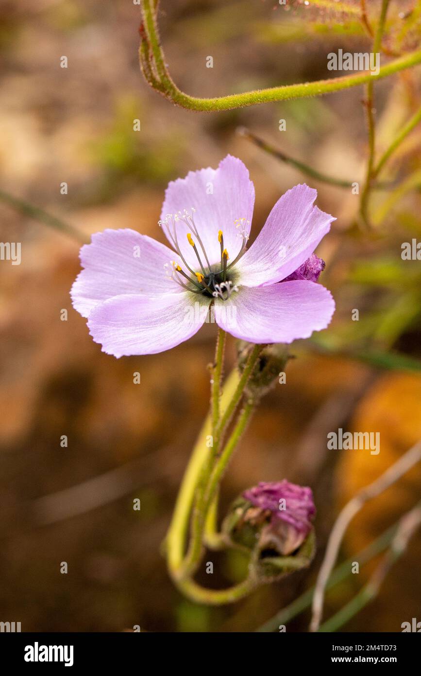 Gros plan d'une seule fleur rose clair du Sundew Drosera cistiflora Banque D'Images