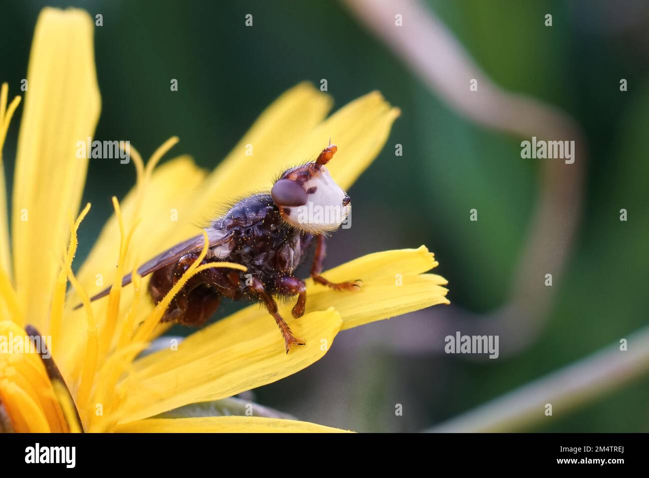 Gros plan latéral naturel sur Myopa testacea , un parasite vole sur les abeilles solitaires, assis dans une fleur de pissenlit jaune Banque D'Images