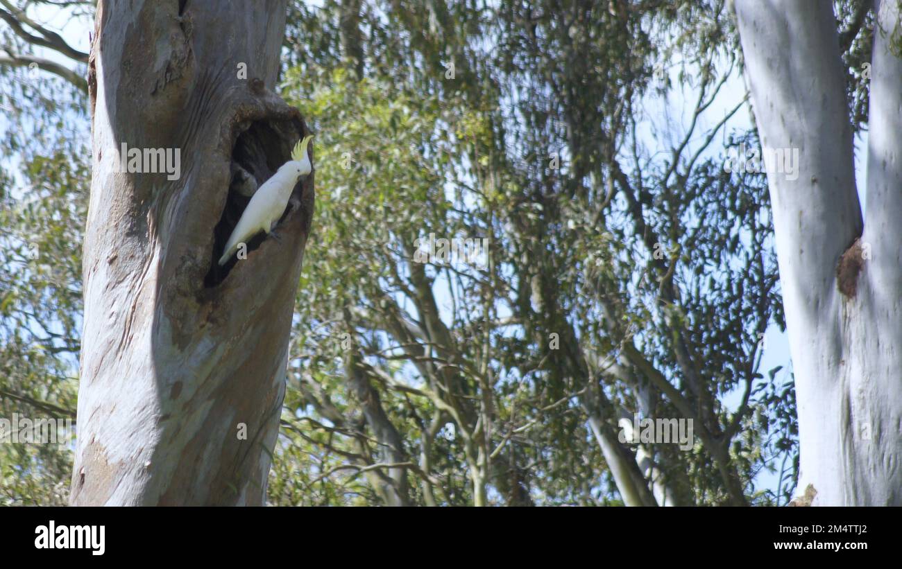 Un grand cafatoo blanc avec une crête jaune en plumage spectaculaire et un bec sombre dans un trou d'arbre Banque D'Images