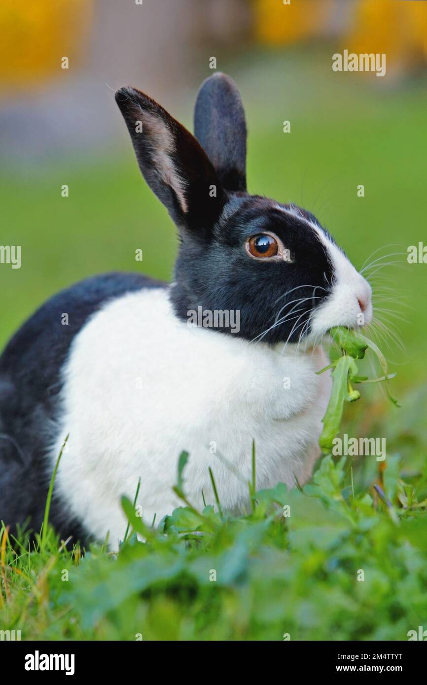 Lapin hollandais femelle, assis dans un pré, se nourrissant de l'herbe. Banque D'Images
