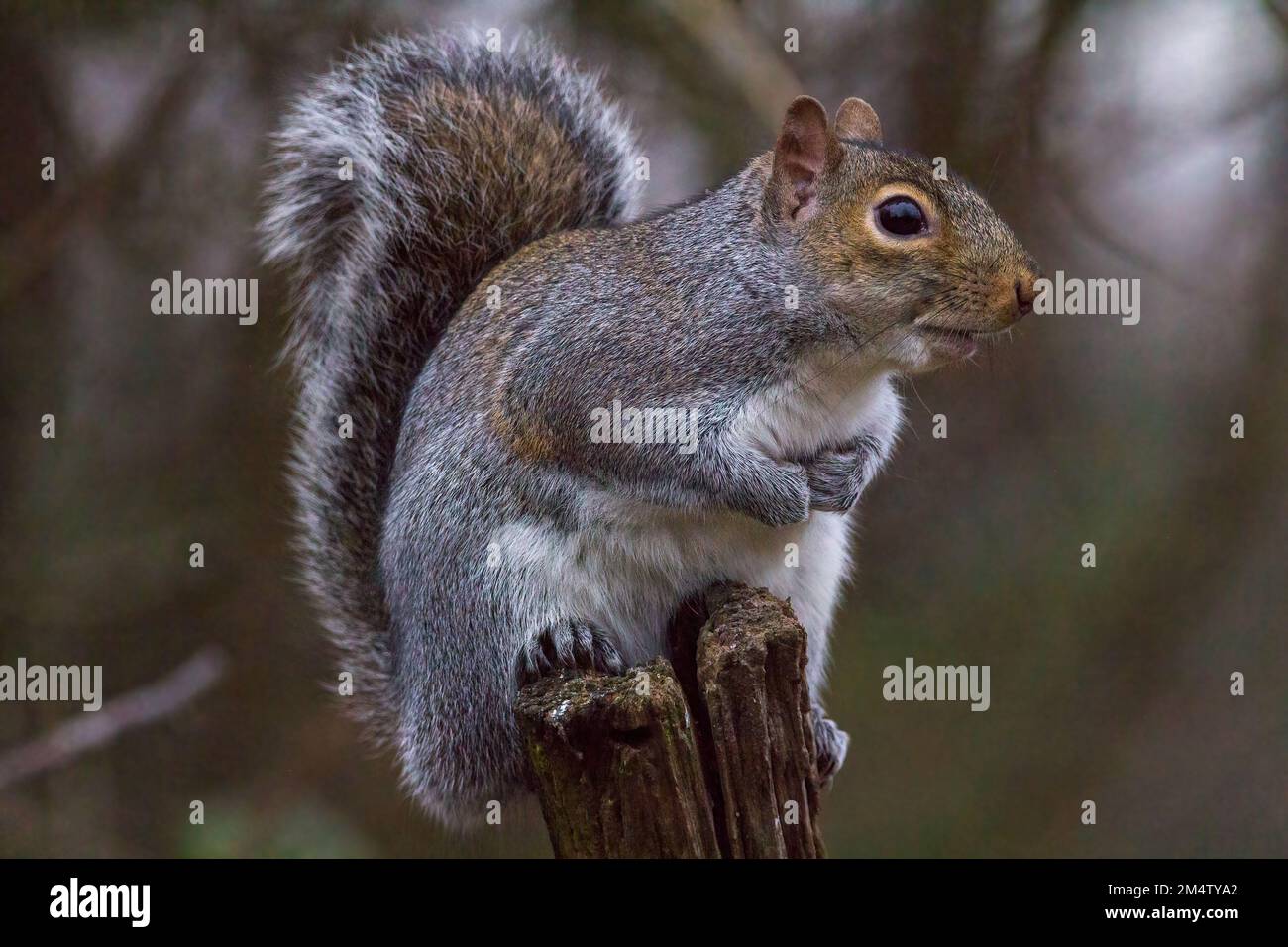 Écureuil gris sciurus carolinensis perchée sur une souche d'arbre, plumage gris et brun rougeâtre avec un dessous blanc une grande queue bushy couvre le dos Banque D'Images