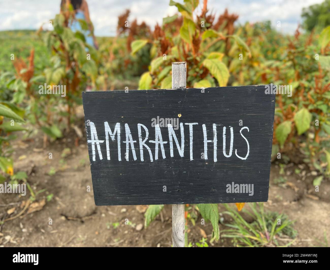 Un gros plan d'un panneau en bois avec une inscription. Jardin de fleurs d'Amaranthus. Banque D'Images