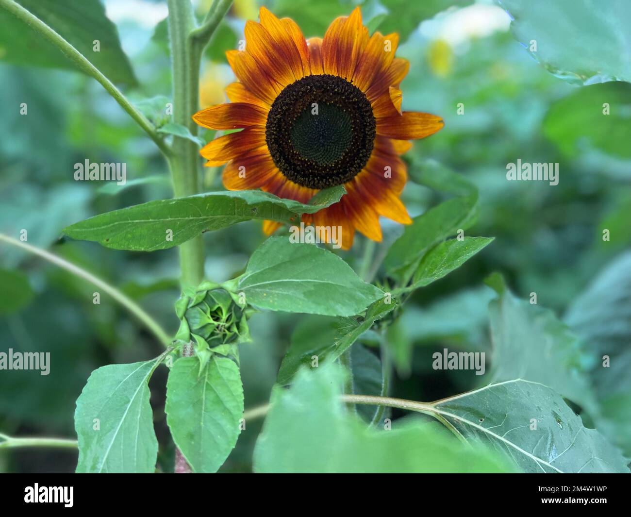 Un gros plan d'un tournesol brun jaunâtre dans le jardin. Banque D'Images Un gros plan d'un tournesol brun jaunâtre dans le jardin. Banque D'Images