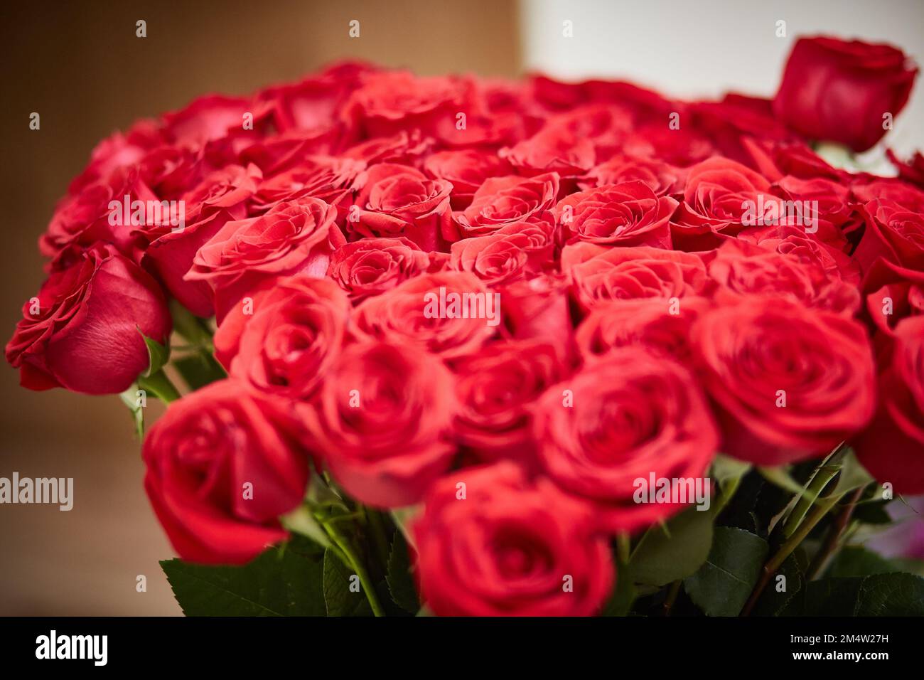 Bouquet de luxe de roses rouges fraîches. Gros plan. Banque D'Images