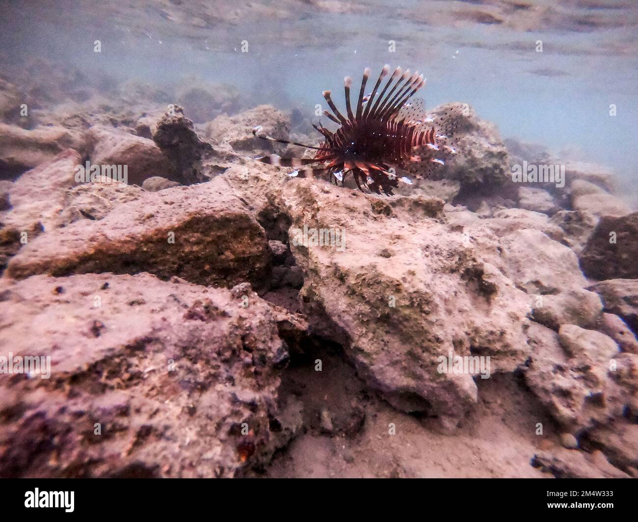 Le diable tropical exotique ou lionfish commun connu sous le nom de Pterois Miles sous l'eau au récif de corail. Vie sous-marine de récif avec coraux et tropica Banque D'Images