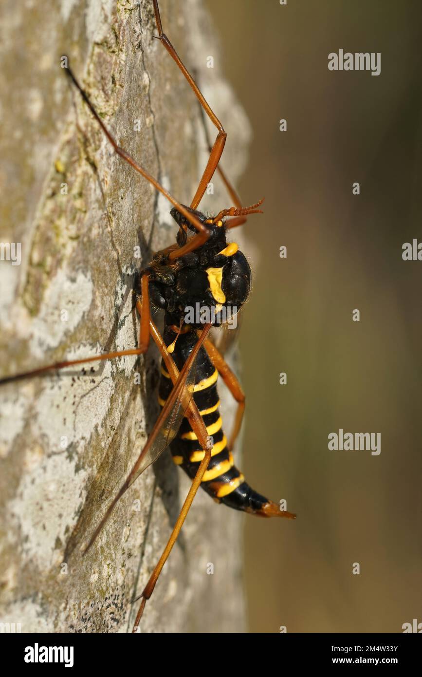 Vue rapprochée naturelle d'une mouche de grue colorée, Ctenophora flaveolata, assise sur un tronc d'arbre Banque D'Images