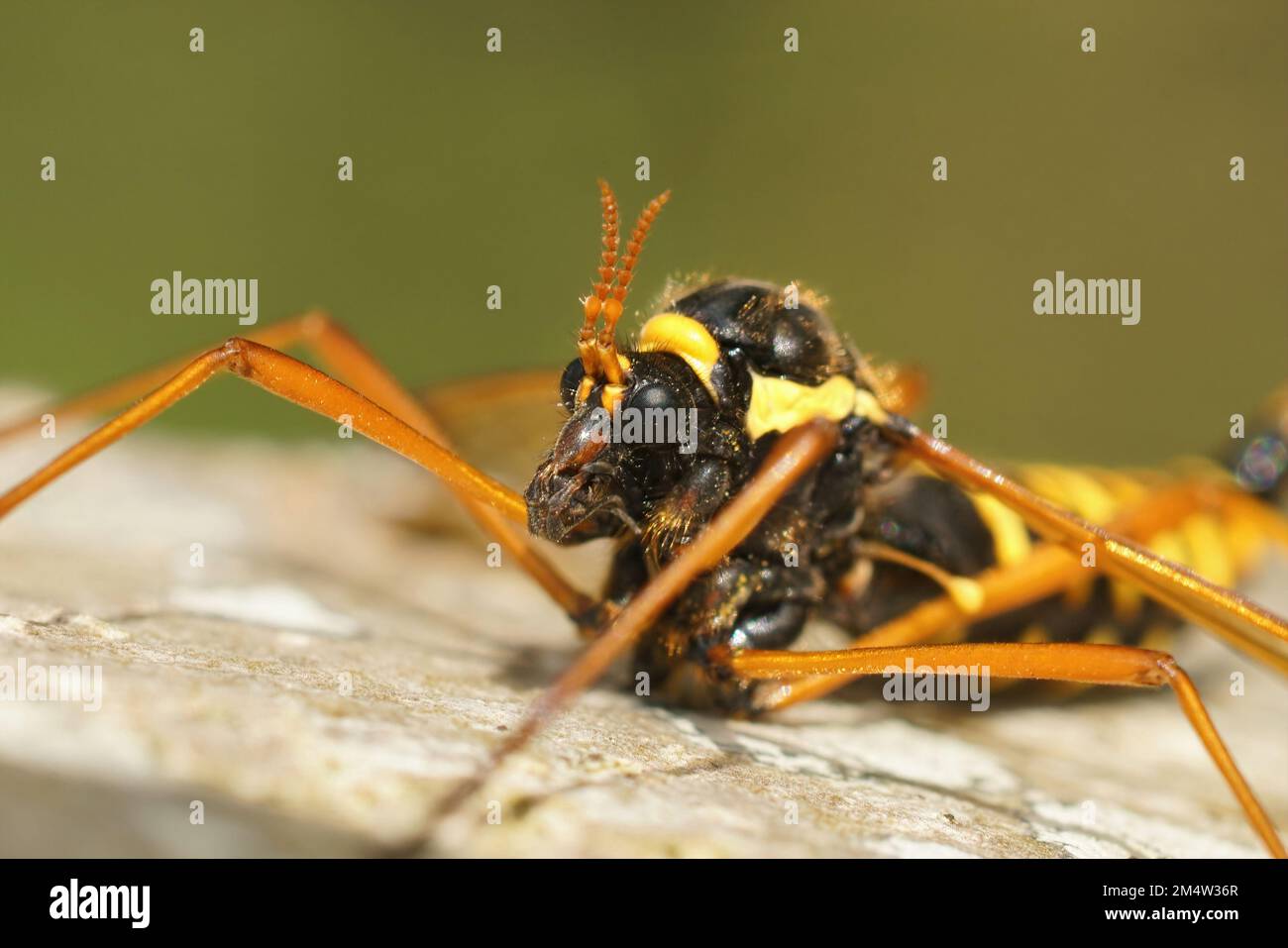 Vue rapprochée naturelle d'une mouche de grue colorée, Ctenophora flaveolata, assise sur un tronc d'arbre Banque D'Images