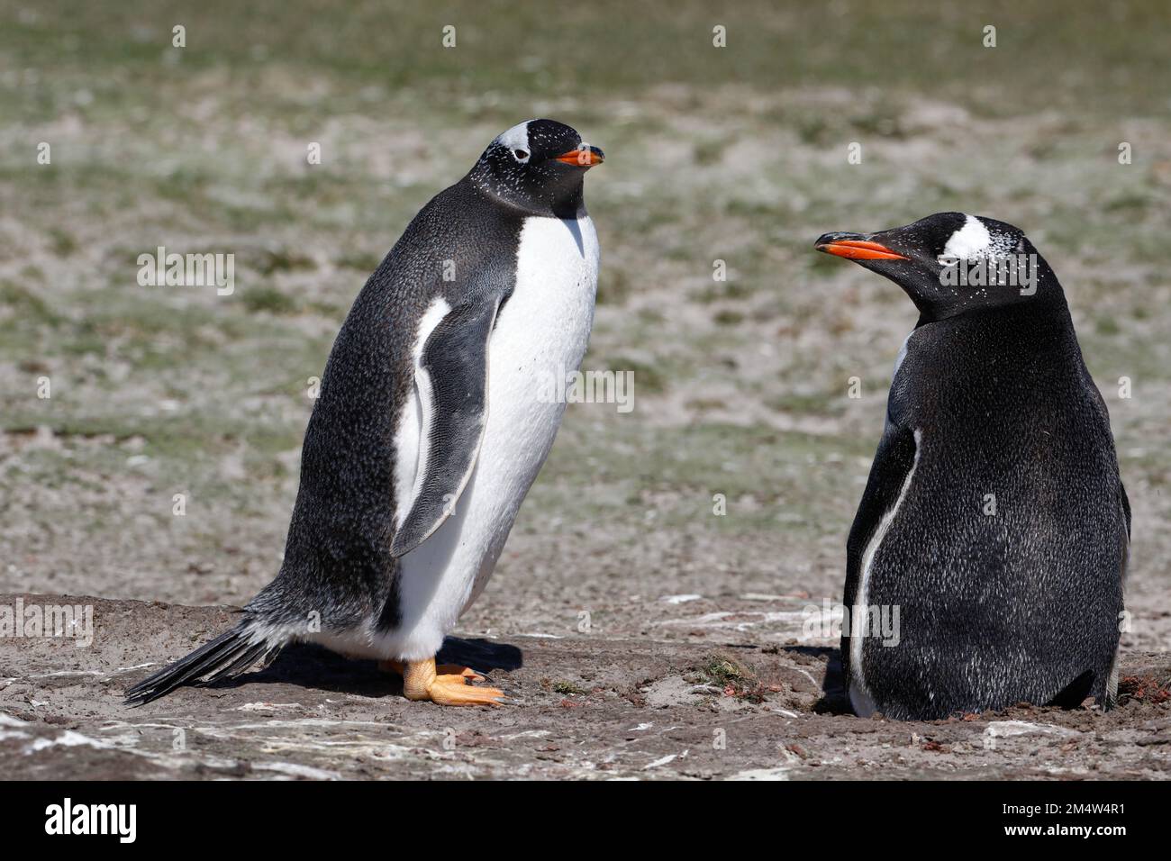 Une paire de pingouins gentoo un nid. Malouines. Banque D'Images