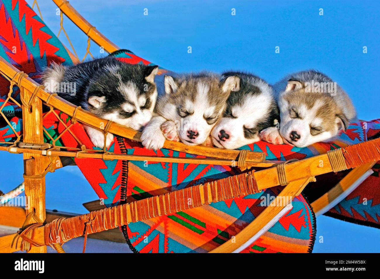 Quatre chiots Husky sibériens dormant en traîneau, à l'extérieur, en hiver. Banque D'Images