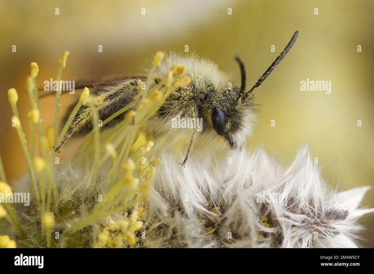Gros plan naturel sur un mâle de l'abeille du mineur nycthéméral en voie de disparition, Andrena nycthemera mangeant du pollen de Willow, Salix Banque D'Images