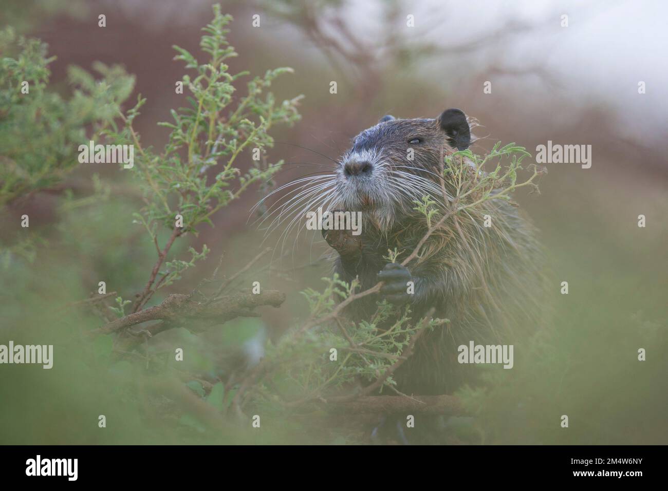 Le coypu, ou nutria (Myocastor coypus) est un rongeur semi-aquatique herbivore qui se nourrit de plantes de rivière et vit dans les terriers le long des rives de la rivière. Il est nat Banque D'Images