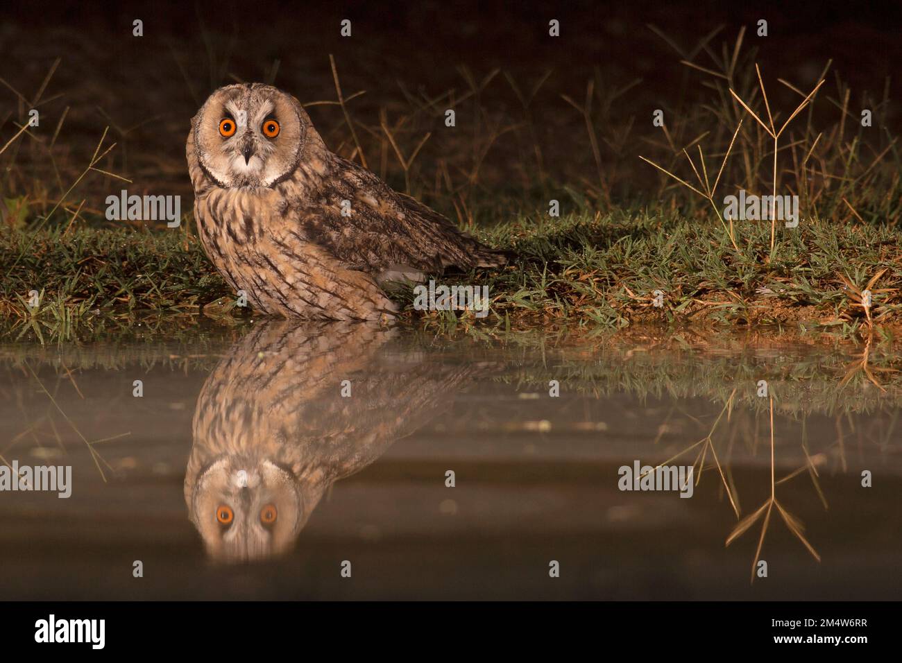 Hibou à longues oreilles (ASIO otus) sur le sol près de l'eau. Cette chouette habite les bois près de la campagne ouverte dans tout l'hémisphère nord. Il est strictement n Banque D'Images