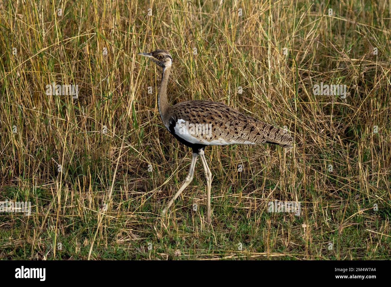 L'outarde à ventre noir (Lissotis melanogaster), également connu sous le nom de korhaan à ventre noir, est un oiseau africain vivant au sol dans la famille des outarde. Banque D'Images