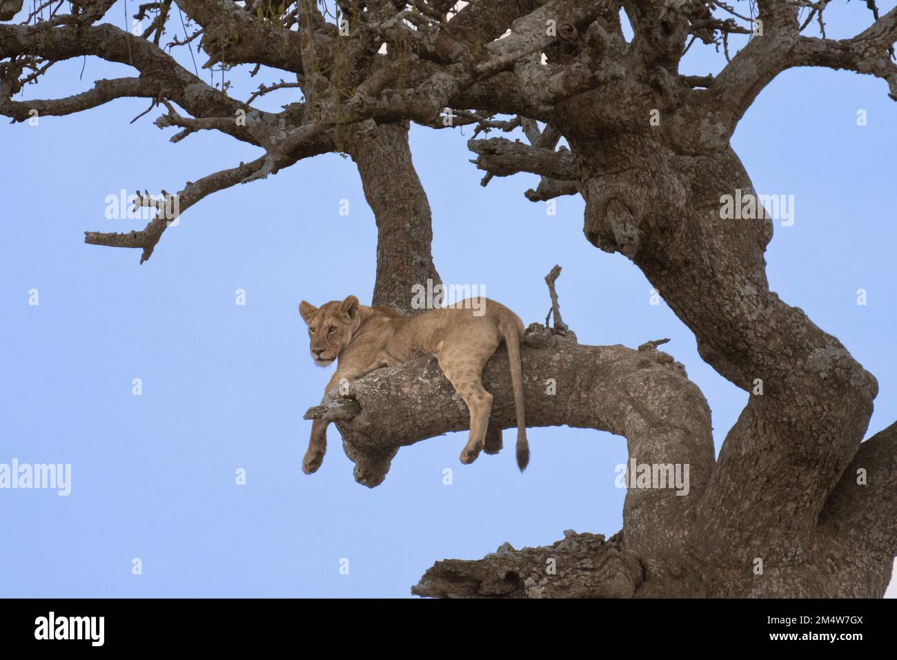 lioness se reposant dans un arbre photographié au parc national du lac Manyara. Accueil des lions d'escalade d'arbres, Arusha, Tanzanie Banque D'Images