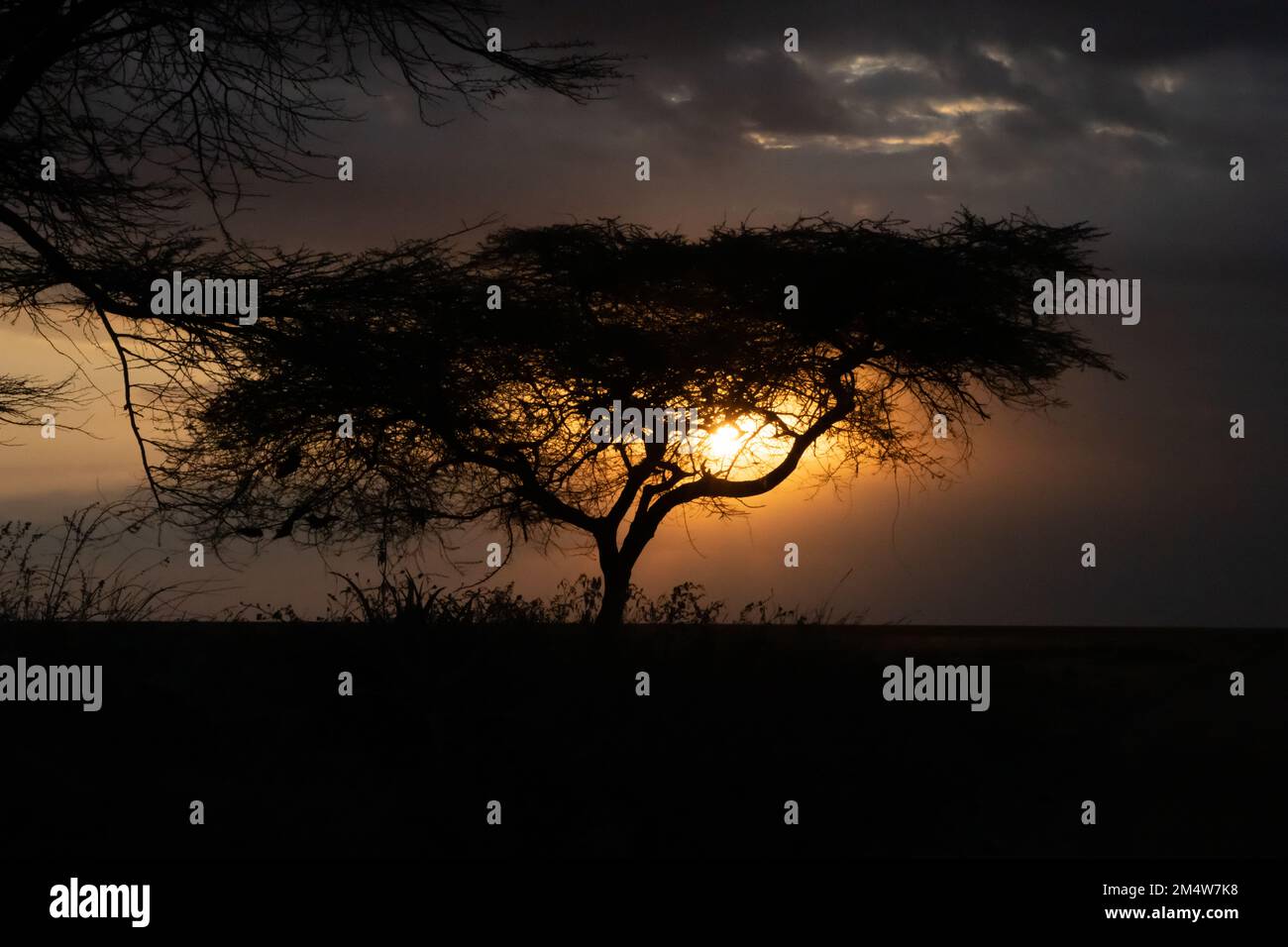 Coucher de soleil africain un parapluie thorn acacia silhoueted par le soleil couchant photographié à la zone de conservation du cratère de Ngorongoro en Tanzanie Banque D'Images