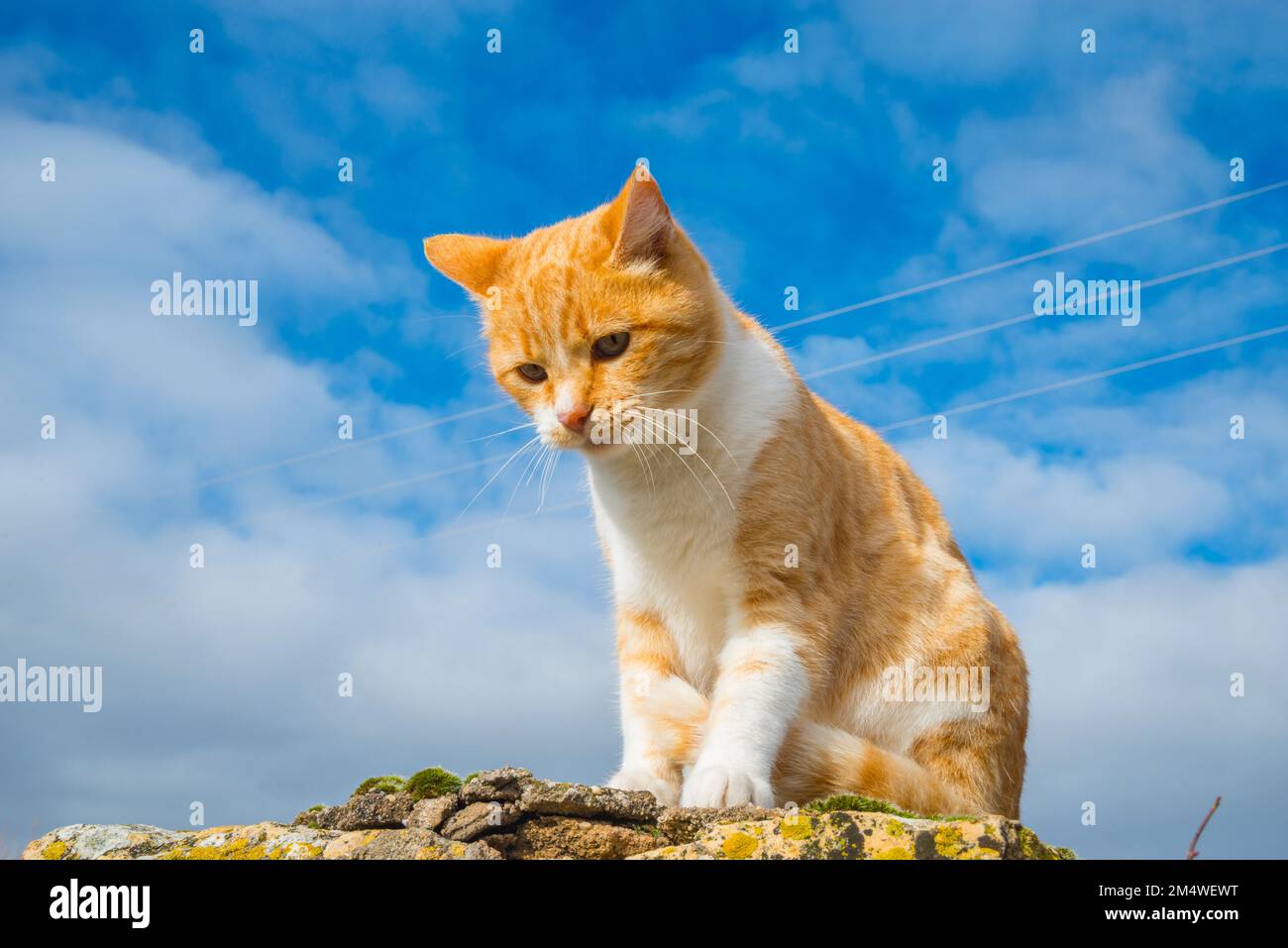 Tabby et chat blanc assis contre le ciel bleu. Banque D'Images