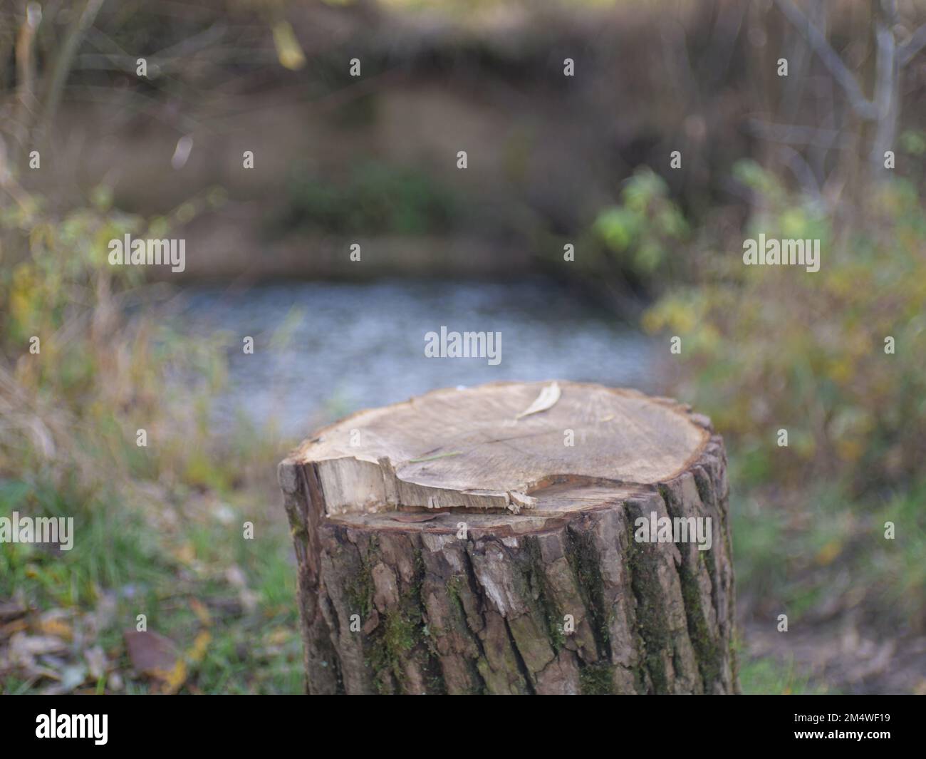 L'arbre s'est pidé devant une petite rivière. Il peut être utilisé comme petite table. Banque D'Images