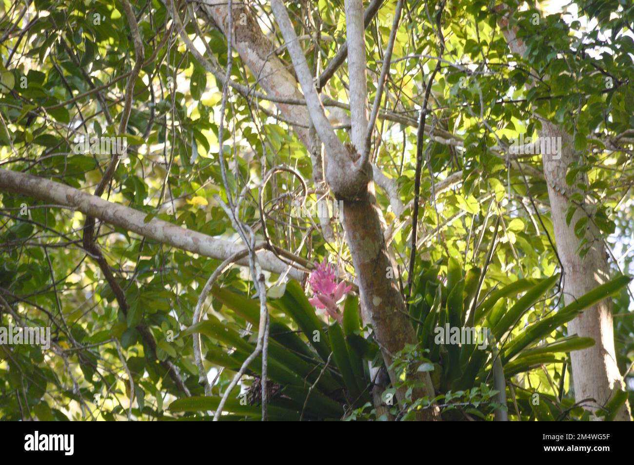 Belle vue depuis le sommet des branches d'un arbre avec une orchidée se tenant sur l'une de ses branches lors d'une journée ensoleillée Banque D'Images