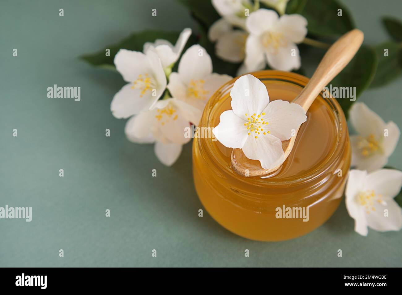 Miel de jasmin, fleurs de jasmin sur fond vert. Herbes médicinales ou cosmétiques. Copier l'espace Banque D'Images
