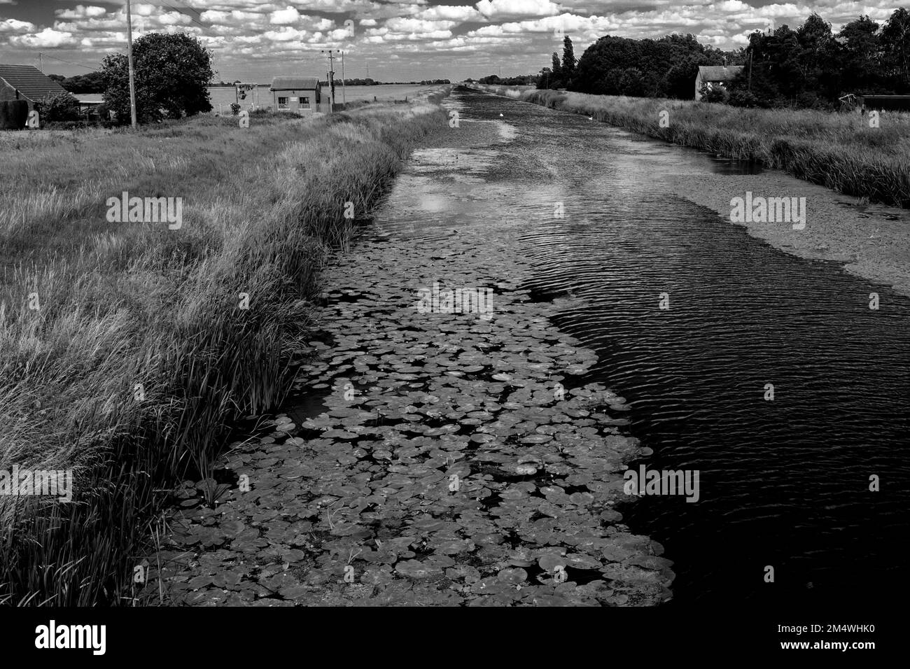 Vue d'été plus Bevills Leam vidange, Pondersbridge village, Fenland, Cambridgeshire, Angleterre, Royaume-Uni Banque D'Images