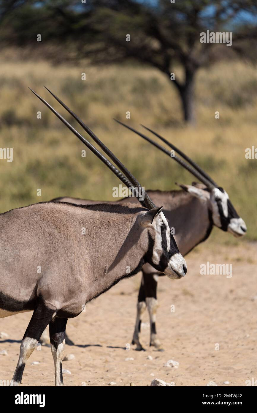 Deux Anteleope d'Oryx (Gemsbok) debout dans la chaleur du désert de Kalahari. Parc transfrontalier de Kgalagadi. Banque D'Images