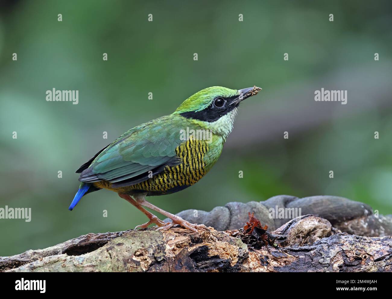 Bar-bellied Pitta (Hydrornis elliotii) adulte mâle debout sur log Cat Tien, Vietnam Décembre Banque D'Images