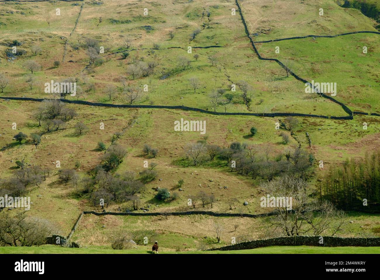 De vastes vieux murs de pierre sèche dessèchent les flancs de colline vus le long de la passe de Whinlatter près de Braithwaite, Cumbria, Royaume-Uni Banque D'Images