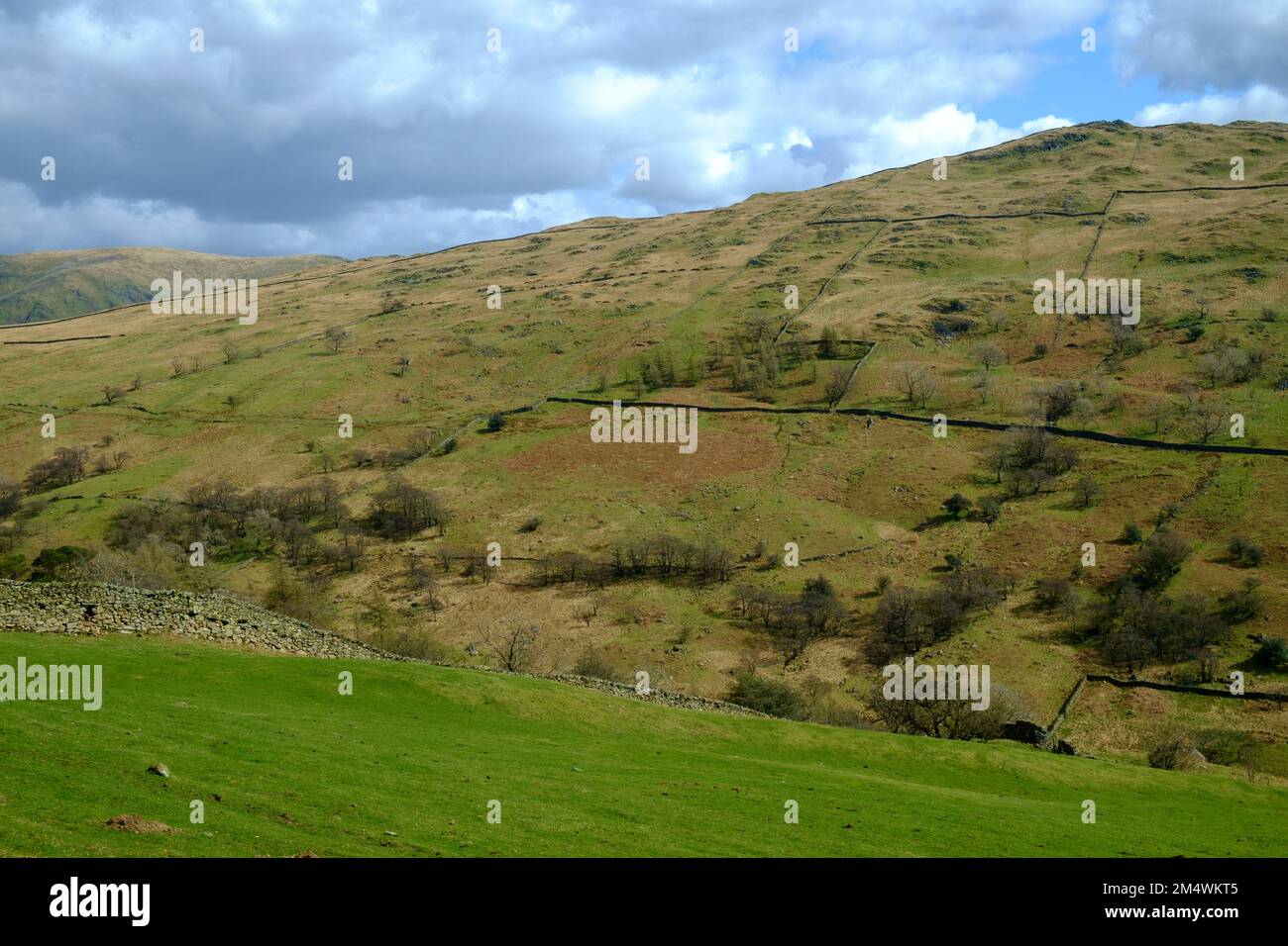 De vastes vieux murs de pierre sèche dessèchent les flancs de colline vus le long de la passe de Whinlatter près de Braithwaite, Cumbria, Royaume-Uni Banque D'Images