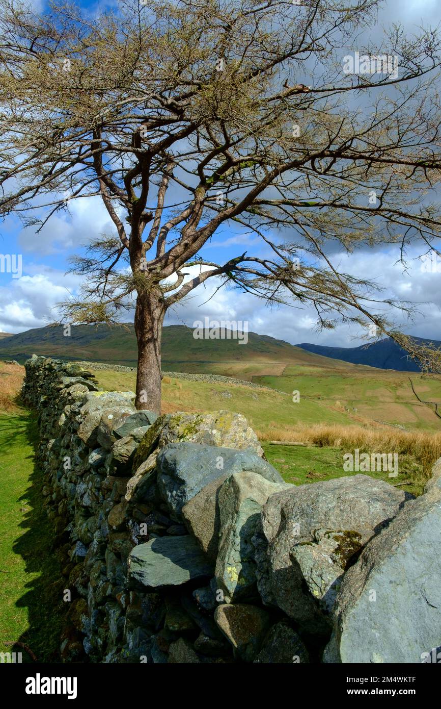 De vastes vieux murs de pierre sèche dessèchent les flancs de colline vus le long de la passe de Whinlatter près de Braithwaite, Cumbria, Royaume-Uni Banque D'Images