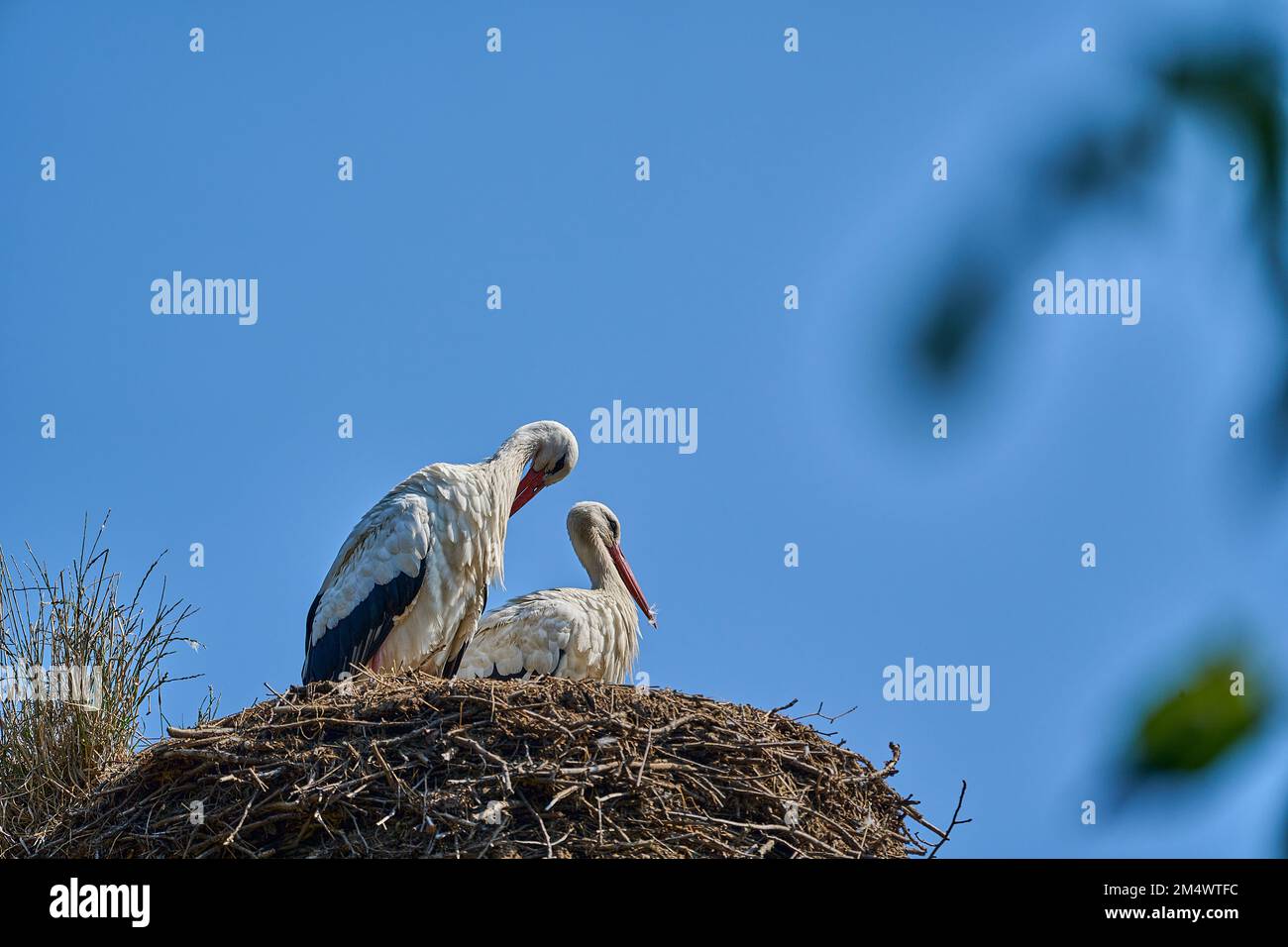 un couple de ciconies blanches, ciconia ciconia, assis dans leur grand nid d'eyrie et à couver sur une journée claire et ensoleillée avec le ciel bleu Banque D'Images