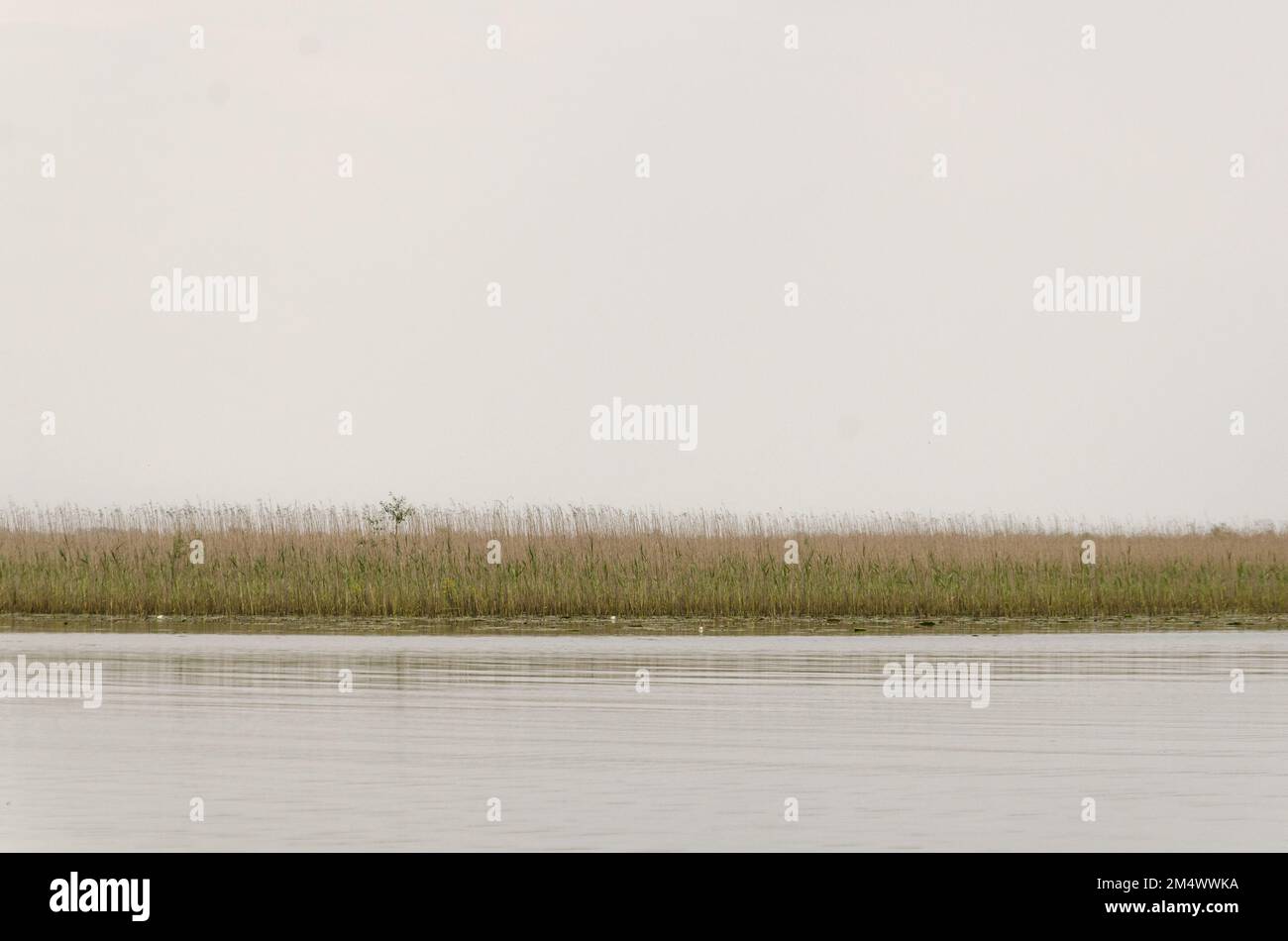 Paysage aquatique sur le lac Skadar, Monténégro, pris d'un bateau Banque D'Images