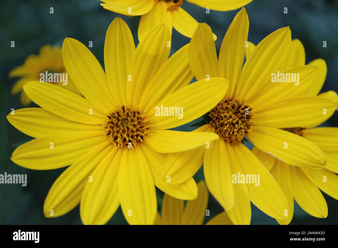 Jérusalem jaune fleurs d'artichaut dans le jardin, tournesol sauvage avec des pétales délicats et des feuilles vertes, fleur d'été macro, beauté Banque D'Images