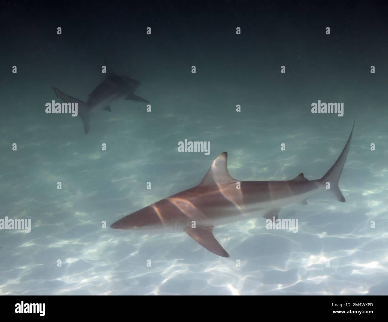 Un requin noir (Carcharhinus limbatus) à Bimini, Bahamas Banque D'Images