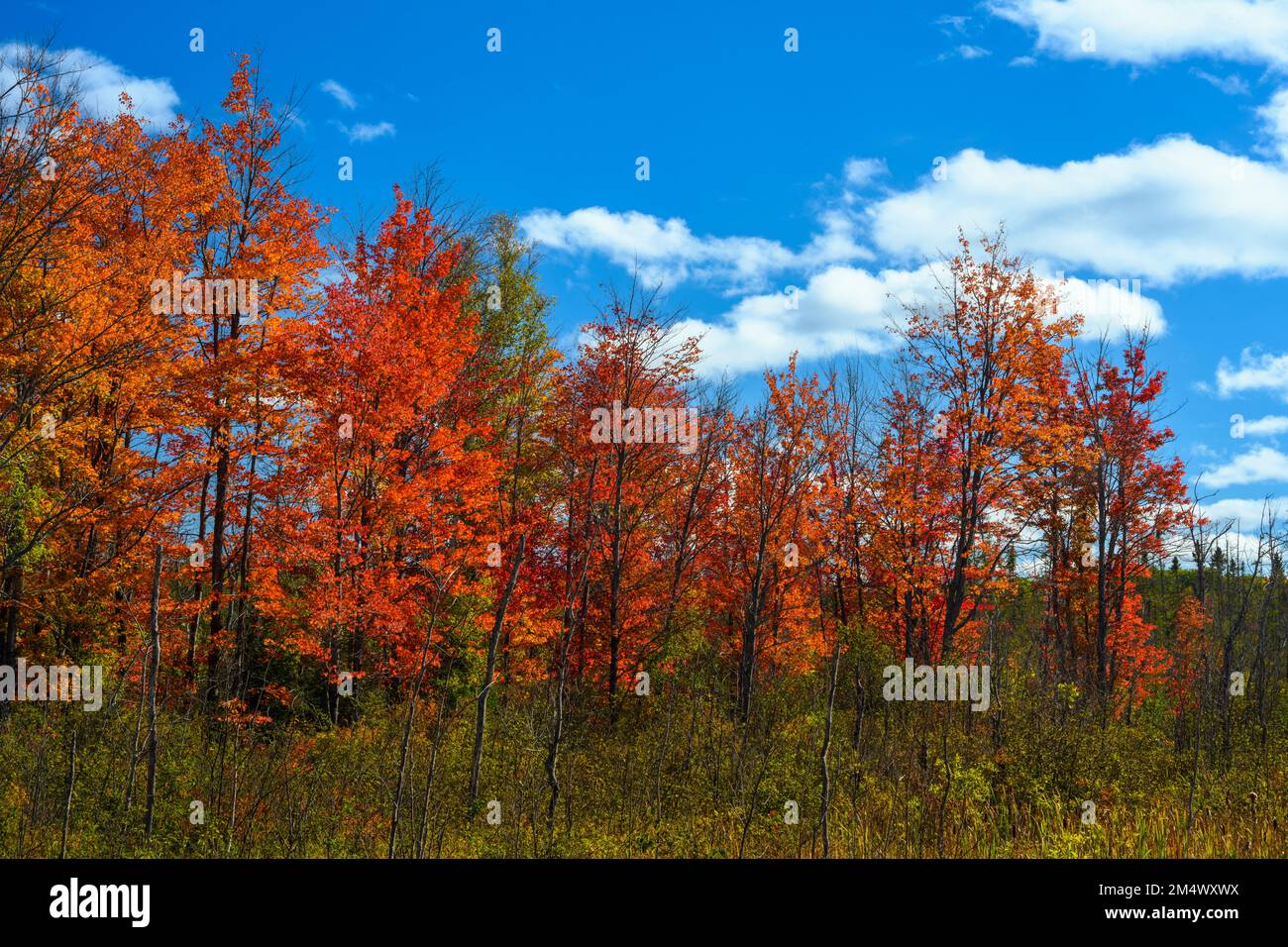 Forêt d'automne au bord d'un étang de castors, parc provincial Algonquin, Ontario, Canada Banque D'Images