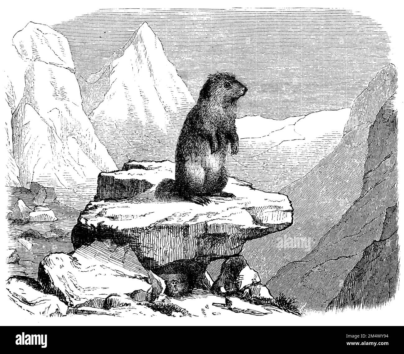 Marmot alpin, Marmota marmota, anonym (livre de zoologie, 1882), Alpenmurmeltier, Marmotte des Alpes Banque D'Images