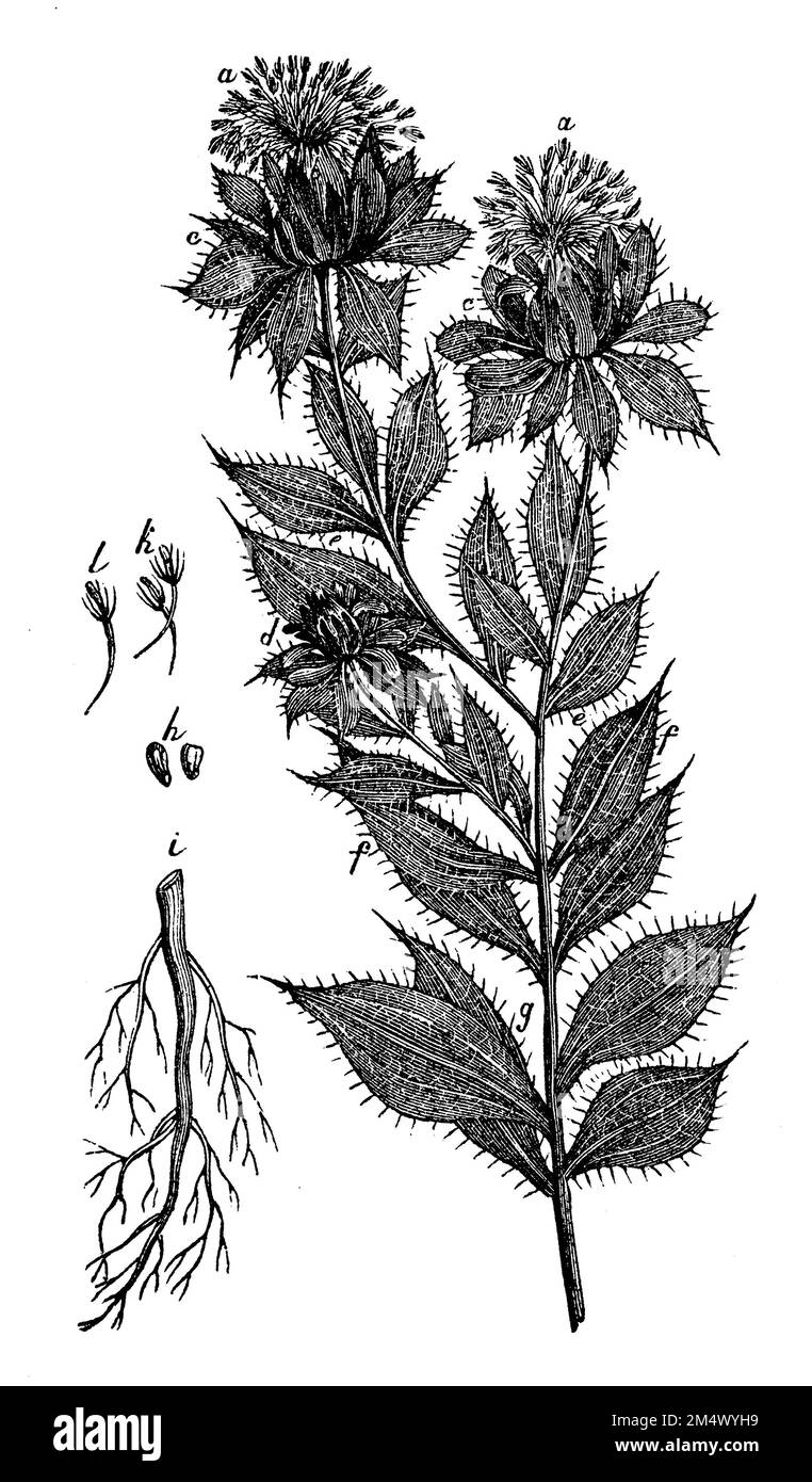 Carthamus tinctorius, anonym (livre de biologie, 1881), Färberdistel, Saflor, carthame des teinturiers ou Safran des teinturiers, parfois appelé Safran bâtard Banque D'Images