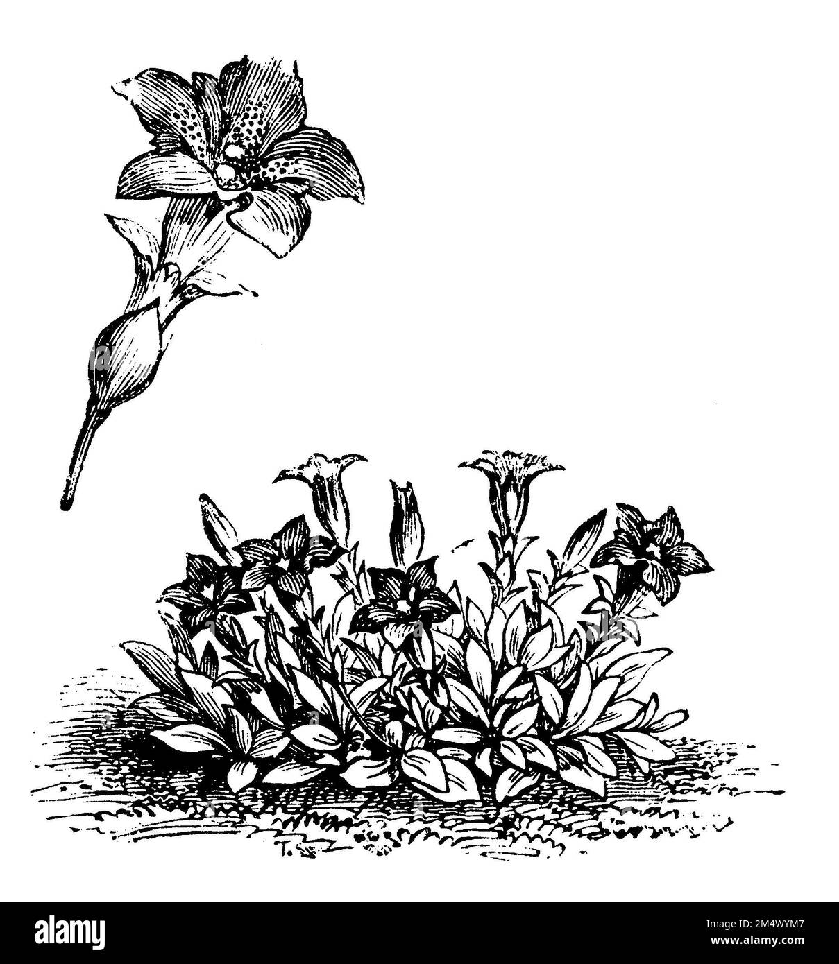 Stemless Gentian, Gentiana acaulis, anonym (livre botanique, 1888), Kochscher Enzian, Acaule de Gentiane Banque D'Images