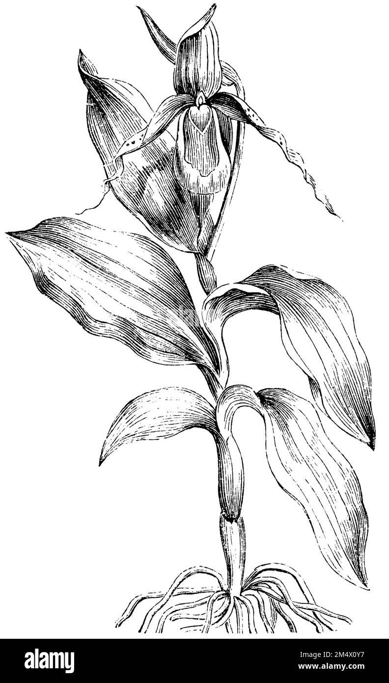 cypripedium calceolus, (encyclopédie, 1893), Frauenschuh, sabot de Vénus Banque D'Images