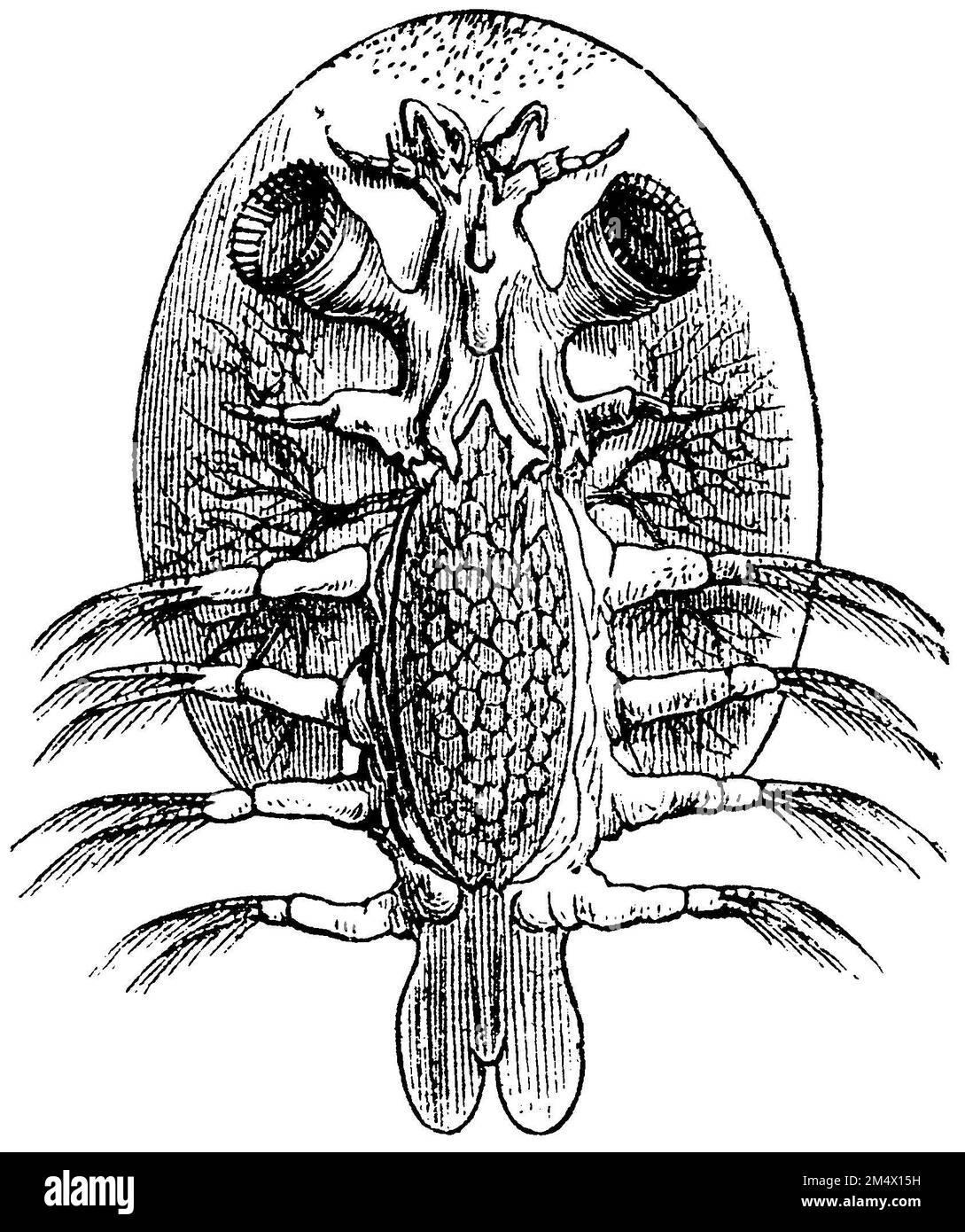 Souris de poisson commune, Argulus foliacaeus, (livre de zoologie, 1872), Karpfenlaus, poux de poissons Banque D'Images
