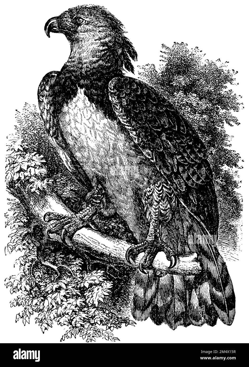 American Harpy Eagle, Harpia harpyja, (encyclopédie, 1893), Harpyie, Féroce de Harpie Banque D'Images