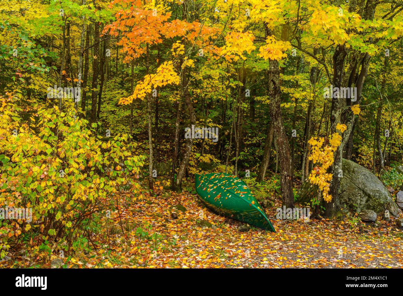 Feuilles de feuillus d'automne couvrant un canot, parc provincial Algonquin, Ontario, Canada Banque D'Images