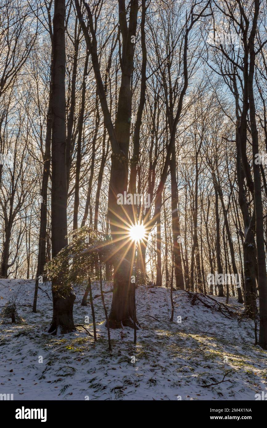 Forêt de hêtres en hiver avec la fonte de beaux rayons de soleil de lumière à travers les arbres. Le soleil brille à travers les arbres et projette une lumière dorée sur la neige. Un vin unique Banque D'Images