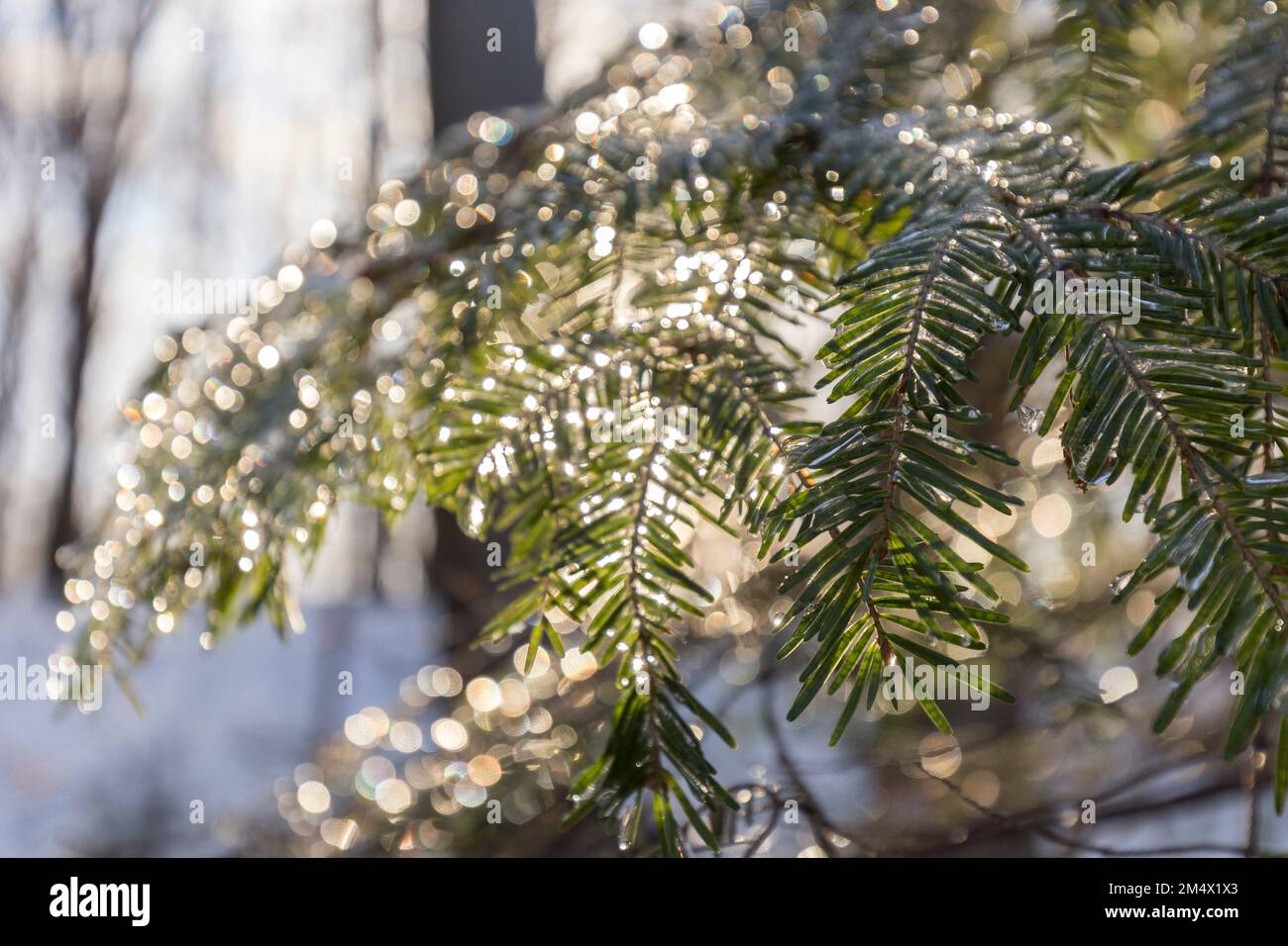 Abstraction de la forêt d'hiver - végétation de la forêt macro parmi la neige. Une merveilleuse composition macro de forêt d'hiver. La nature unique des forts Banque D'Images