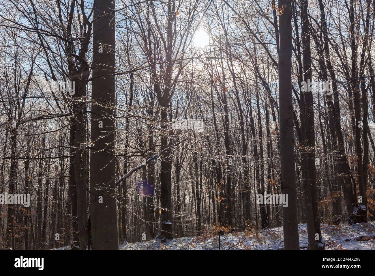 Forêt de hêtres en hiver avec la fonte de beaux rayons de soleil de lumière à travers les arbres. Le soleil brille à travers les arbres et projette une lumière dorée sur la neige. Un vin unique Banque D'Images